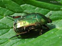 Green Beetle, Mecsek Hills, Hungary